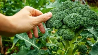 افزایش چربی سوزی در بدن با مصرف این سبزیجات