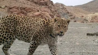 حمله ۲ پلنگ به گوسفندان یک زن شاهرودی