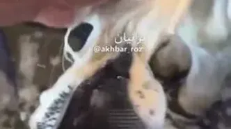 روتین مراقبت پوستیِ یک گاو در مجازی غوغا کرد!/فیلم