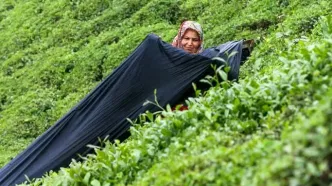 تصاویر؛ چین بهاره چای