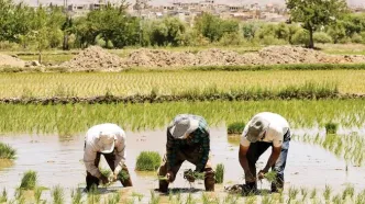افزایش 40 درصدی قیمت برنج؛ هر کیلو طارم درجه یک 250 هزار تومان شد