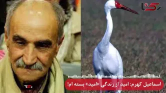 کشتار پرندگان مهاجر در شمال کشور / اسماعیل کهرم: دیگر به زنده بودن«امید» تک درنای گله غربی سیبری امیدی نیست!