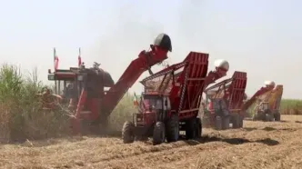 صادرات خوراک دام استحصالی از صنایع نیشکر آزاد شد