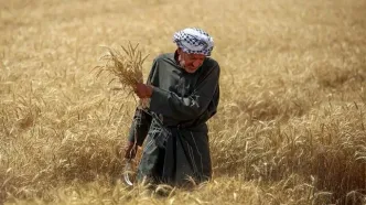 تصاویر؛ برداشت گندم در دشت آزادگان