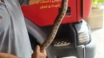 افعی سمی، در چنگال آتش‌نشان شوشی