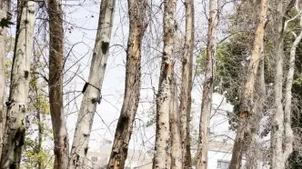 شهرداری مخصوصا درختان میدان آزادی را خشک کرد + تصویر