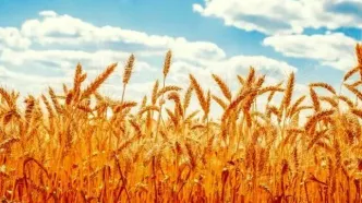نرخ خرید تضمینی گندم کشاورزان را نگران کرده است؛ قیمت‌ تعیین شده کافی نیست