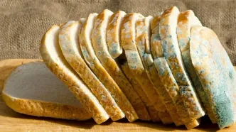تمام مواد غذایی کپک زده را دور بریزید/ هیچ قسمتی را نخورید