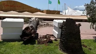 سقوط نخل در جشنواره کن