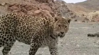 جنگل‌های شمشادی به‌عنوان زایشگاه پلنگ هیرکانی در حال نابودی است
