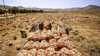 هزاران تن پیاز در دمای ۴۵ درجه جنوب کرمان دپو شد