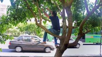 مراقب توت‌خوری در خیابان باشید