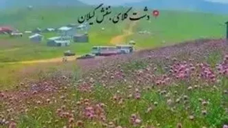 تماشای دشت بنفش رودبار