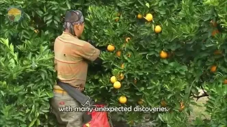 ببینید؛ مراحل تماشایی کاشت، برداشت و فرآوری صدها تن پاپایا در مزارع برزیل