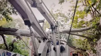 سقوط درخت در درکه + ویدئو