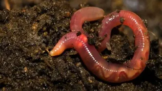 کرم‌های الگانس، مرگ را بو می‌کشند