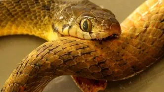 اگر یک مار خودش را نیش بزند چه می‌شود؟