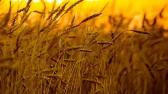 بازنگری در قیمت گندم کلید می‌خورد