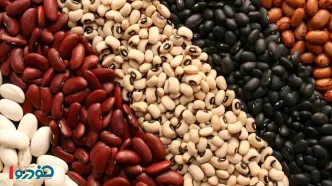 لوبیا در کمال ناباوری هم قیمت گوشت شد!