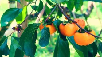 ببینید | تولید شکر از خرمالو در چین!