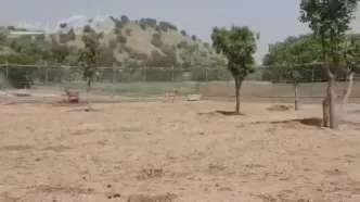 تصاویری از بزرگترین سایت احیا گوزن زرد ایرانی