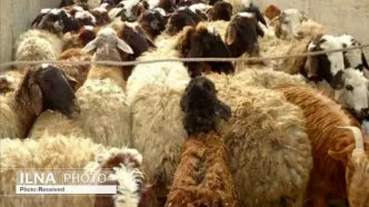 تلف شدن ۵۰ راس گوسفند بر اثر برخورد با مینی‌بوس در بابل