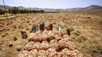 هزاران تن پیاز در دمای ۴۵ درجه جنوب کرمان دپو شد