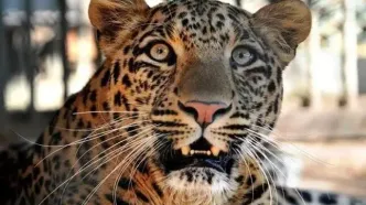 پلنگ ایرانی در بندرلنگه مشاهده شد