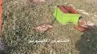 فیلم حمله خرس به کندوهای عسل در سوادکوه ! / رفتار زنبوردار را ببینید