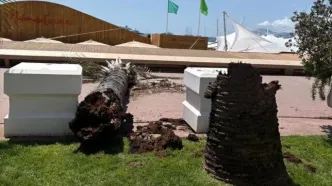 سقوط نخل در جشنواره کن
