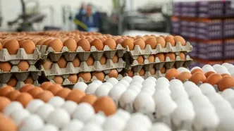 قیمت جدید تخم‌مرغ اعلام شد