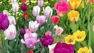 فال روزانه 21 اردیبهشت