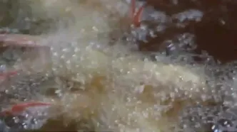 ببینید؛ غذای خیابانی در تایلند؛ مهارت آشپزها در پخت غذا با میگو، خرچنگ، صدف و ماهی مرکب در پوکت
