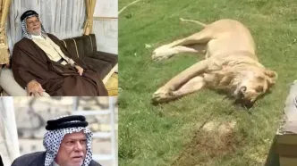 یک شیر در شهر کوفه صاحبش را درید