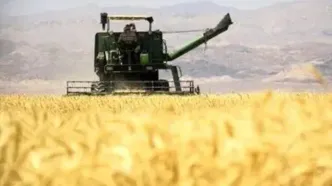 پرداخت ۱۴ هزار و ۸۰۰ میلیارد تومان به گندمکاران