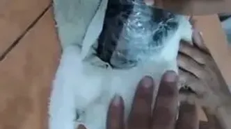 ببینید؛ گربه قاچاقچی به دام افتاد