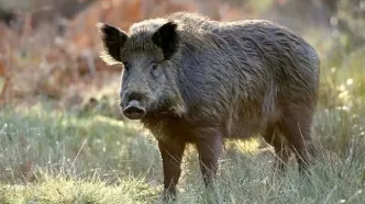 تصاویر هولناک از تولید سوسیس و کالباس با گوشت گراز