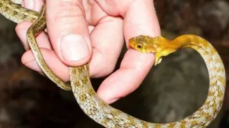 راز خطرناک مردی که خود را 18 سال با سم مار مسموم کرد