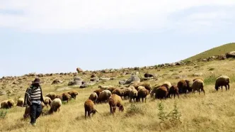 حمایت از دامداران عشایری با افزایش دسترسی به بیمه و نهاده‌های دامی