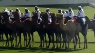 شترها برای رئیس جمهور آمریکا در قطر به خط شدند/ ترامپ به قطری‌ها: دستخوش با این شترهایتان!/ ویدئو