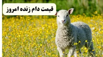 آخرین قیمت دام زنده امروز شنبه ۲۰ اردیبهشت ۱۴۰۴ | گوسفند زنده امروز کیلویی چند؟