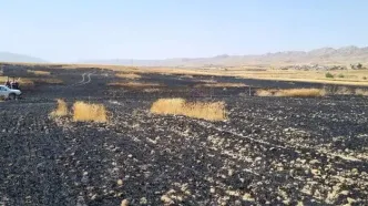 سوختن ۶۰ هکتار از مزارع گندم و جو درشهرستان گیلانغرب