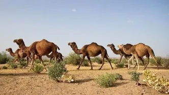 ورود شتر به این مناطق ممنوع شد