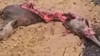 فیلم شوک راننده پس از تصادف خونین با گوزن