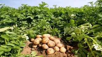 توسعه کشاورزی قراردادی در زنجیره تأمین سه محصول راهبردی
