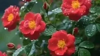 فال ابجد امروز 21 خرداد