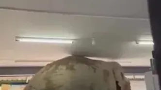فیل غول‌پیکر مهمان ناخوانده فروشگاه مواد غذایی