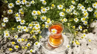 بابونه برای چی خوبه ؟ ‌؛ بهترین زمان مصرف دمنوش بابونه