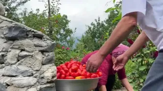 ببینید؛ غذای روستایی در آذربایجان؛ پخت نان لواش، کباب و تهیه رب گوجه در طبیعت