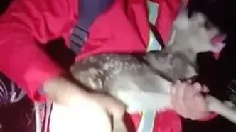 نجات بره مرال از دل آتش در پارک ملی گلستان